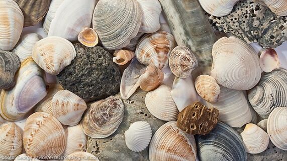 sea ​​shells as a lucky amulet