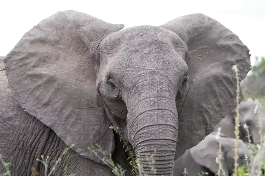 good luck amulet - elephant
